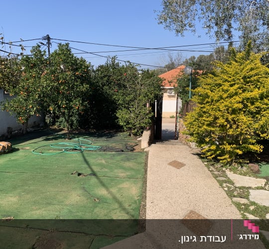 עץ פרי עם צינור השקיה על הקרקע